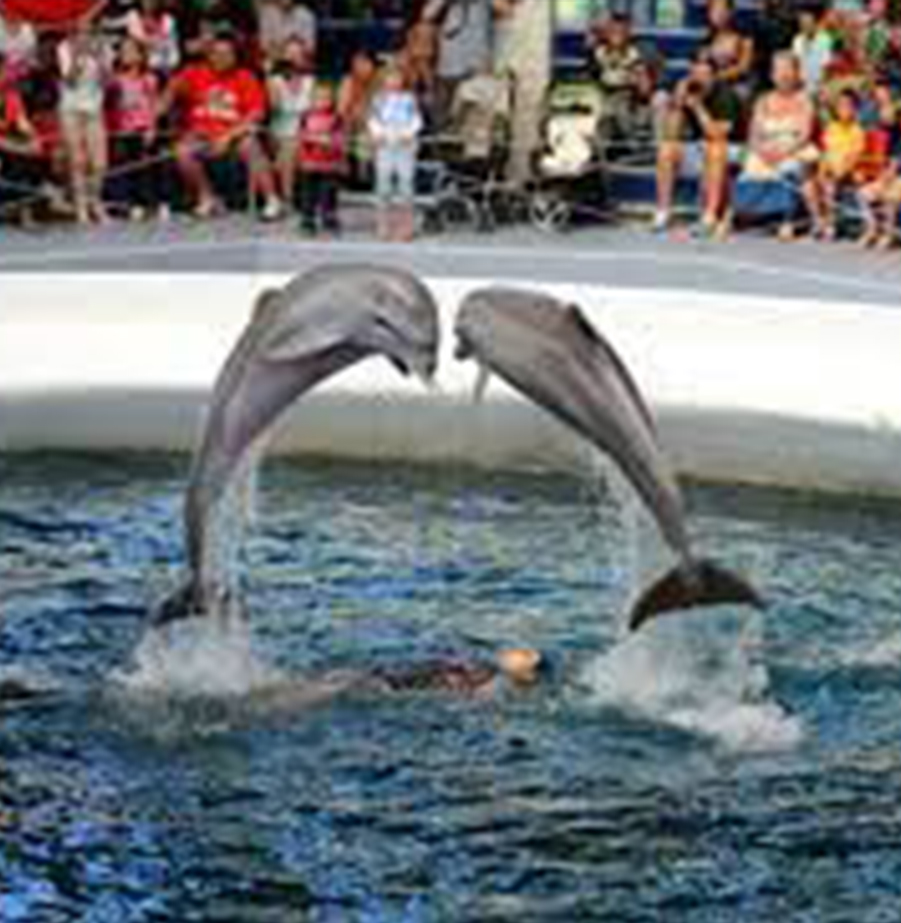 דולפינים 1