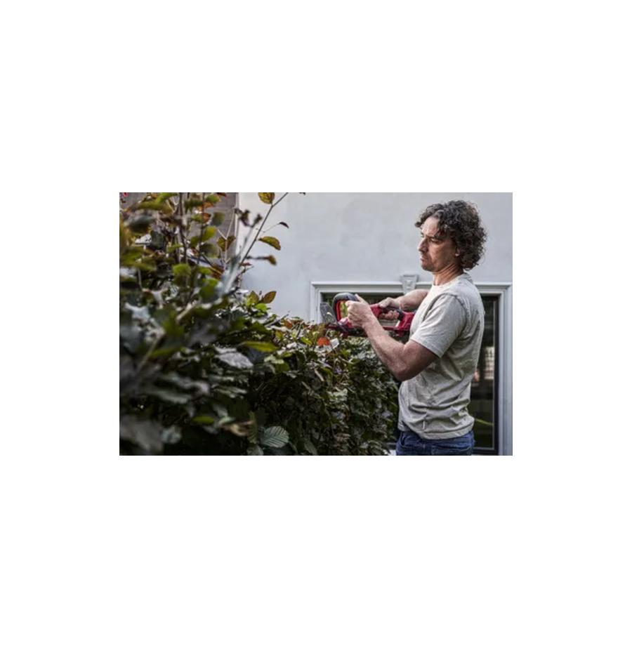 resized_Cat_497160_4856_