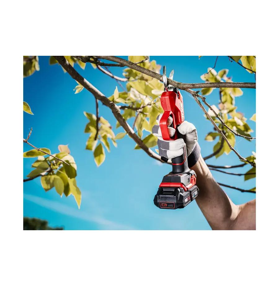 resized_Cat_497160_5478_