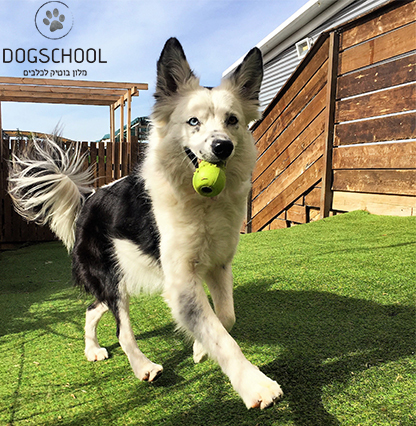 dogschool416